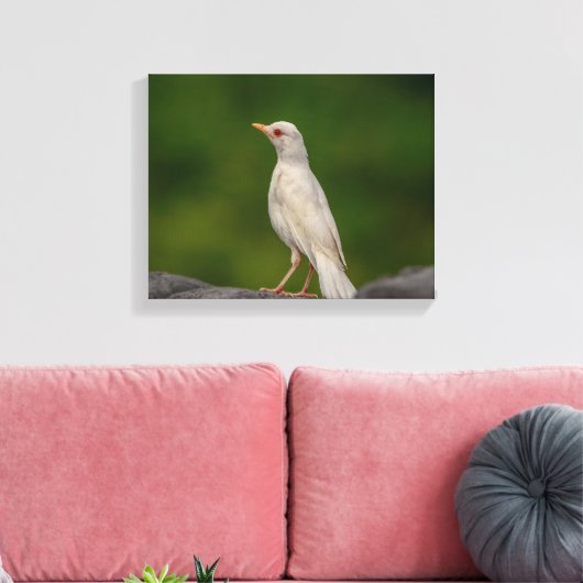 14x11 Albino Robin in Crown Point Canvas Afdruk (Insitu (Woonkamer))