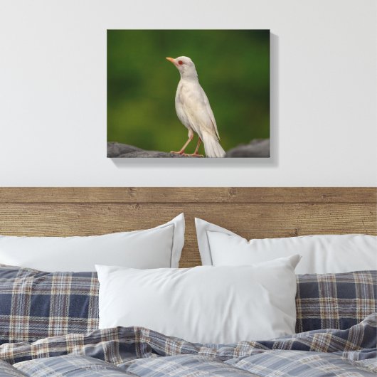 14x11 Albino Robin in Crown Point Canvas Afdruk (Insitu (Slaapkamer))