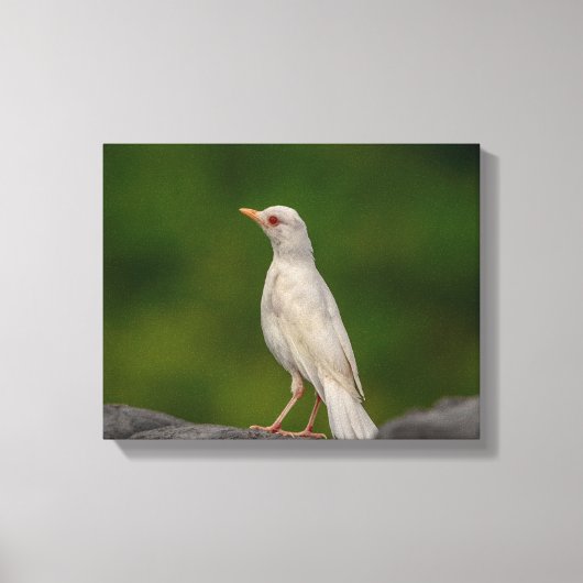 14x11 Albino Robin in Crown Point Canvas Afdruk (Voorkant)