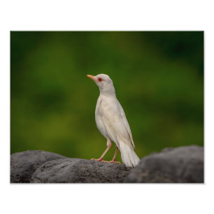 14x11 Albino Robin in Crown Point Foto Afdruk