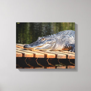 14x11 Alligator bij Homosassa Springs Wildlife Sta Canvas Afdruk