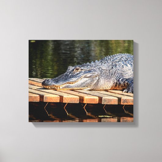 14x11 Alligator bij Homosassa Springs Wildlife Sta Canvas Afdruk (Voorkant)