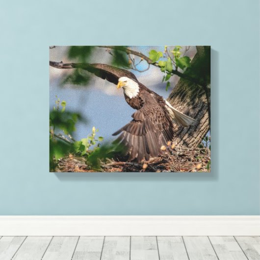 14x11 Bald Eagle die het nest verlaat Canvas Afdruk (Insitu (Houten vloer))