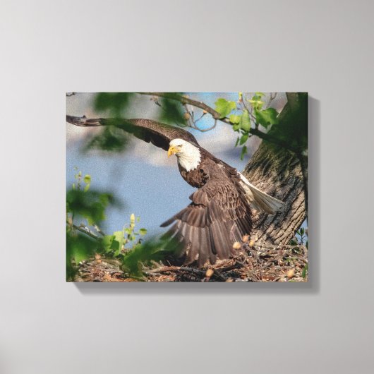 14x11 Bald Eagle die het nest verlaat Canvas Afdruk (Voorkant)