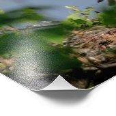 14x11 Bald Eagle die het nest verlaat Foto Afdruk (Hoek)