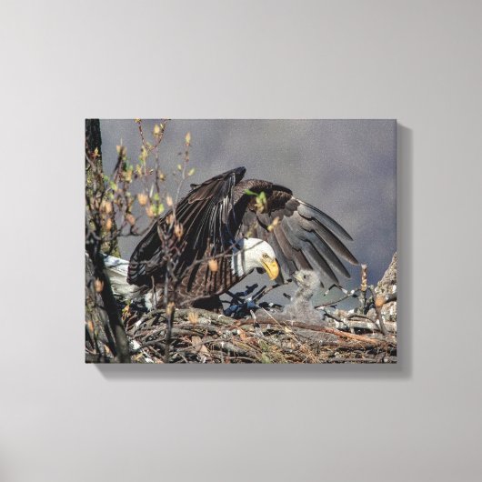 14x11 Bald Eagle met haar baby Canvas Afdruk (Voorkant)