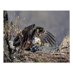 14x11 Bald Eagle met haar baby Foto Afdruk