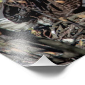 14x11 Bald Eagle met haar baby Foto Afdruk (Hoek)