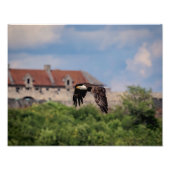 14x11 Bald Eagle pass Fort Ticonderoga Foto Afdruk (Voorkant)