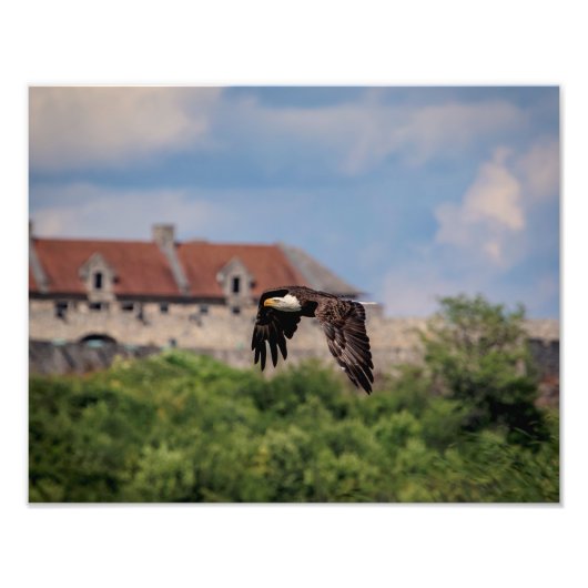 14x11 Bald Eagle pass Fort Ticonderoga Foto Afdruk (Voorkant)