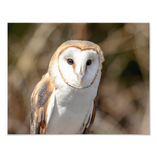 14x11 Barn Owl Foto Afdruk (Voorkant)