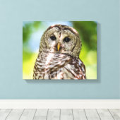 14x11 Barred Owl Canvas Afdruk (Insitu (Houten vloer))