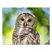 14x11 Barred Owl Foto Afdruk (Voorkant)