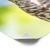 14x11 Barred Owl Foto Afdruk (Hoek)