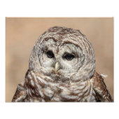 14x11 Barred Owl Foto Afdruk (Voorkant)