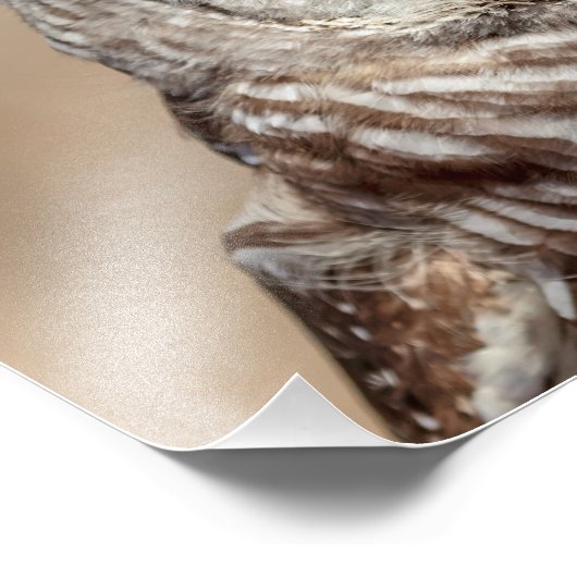 14x11 Barred Owl Foto Afdruk (Hoek)