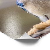 14x11 Blauwe kap met pinda's Foto Afdruk (Hoek)