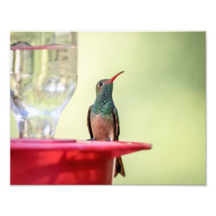 14x11 Buff-bellied hummingbird in Texas Foto Afdruk