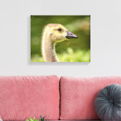 14x11 Canadese gans (Gosling) Canvas Afdruk (Insitu (Woonkamer))