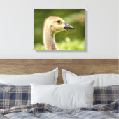 14x11 Canadese gans (Gosling) Canvas Afdruk (Insitu (Slaapkamer))