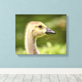 14x11 Canadese gans (Gosling) Canvas Afdruk (Insitu (Houten vloer))