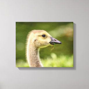 14x11 Canadese gans (Gosling) Canvas Afdruk