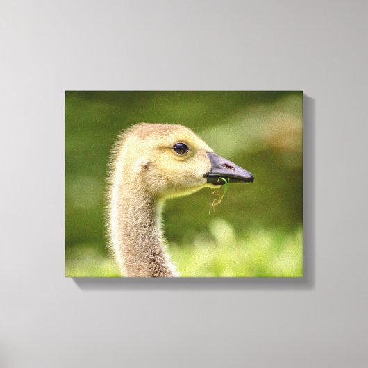 14x11 Canadese gans (Gosling) Canvas Afdruk (Voorkant)