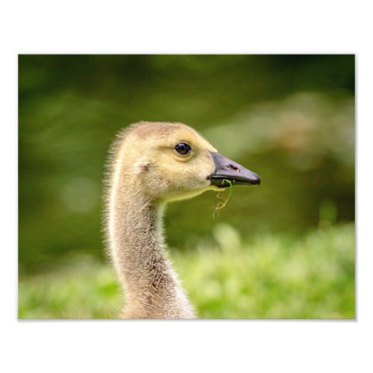 14x11 Canadese gans (Gosling) Foto Afdruk (Voorkant)