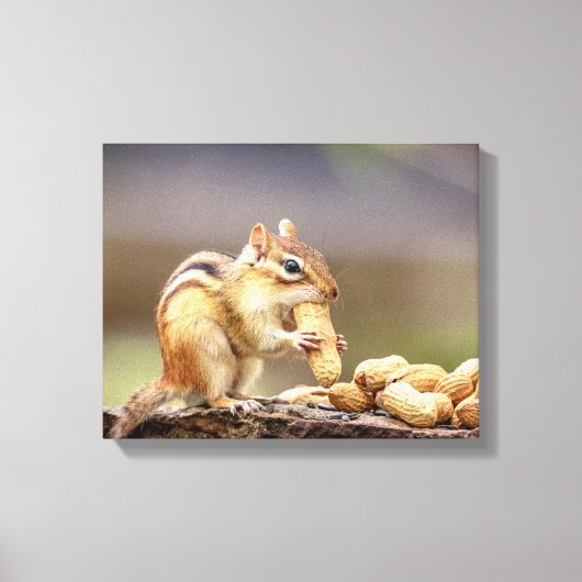 14x11 Chipmunk die een pinda eet Canvas Afdruk (Voorkant)