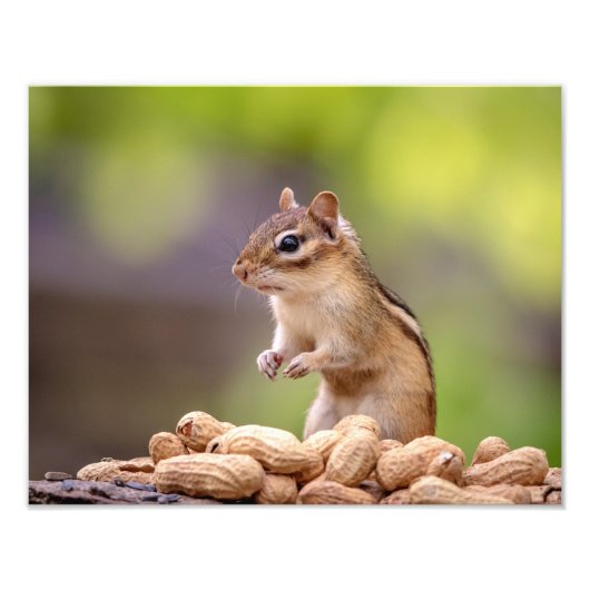 14x11 Chipmunk met pinda's Foto Afdruk (Voorkant)