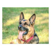14x11 Duitse Shepard Foto Afdruk (Voorkant)
