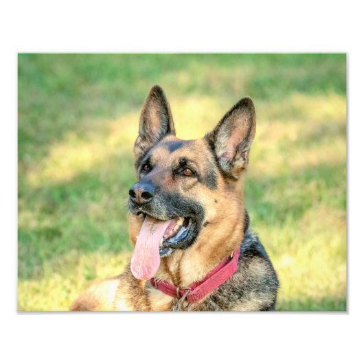 14x11 Duitse Shepard Foto Afdruk (Voorkant)