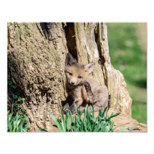 14x11 Fox Kit in de Hudson-vallei Foto Afdruk