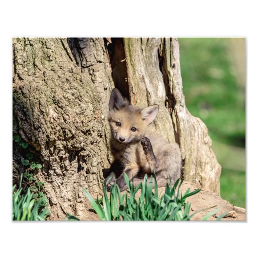 14x11 Fox Kit in de Hudson-vallei Foto Afdruk (Voorkant)