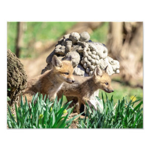 14x11 Fox Kits in de Hudson-vallei Foto Afdruk