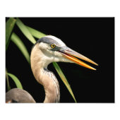 14x11 Great Blue Heron Foto Afdruk (Voorkant)