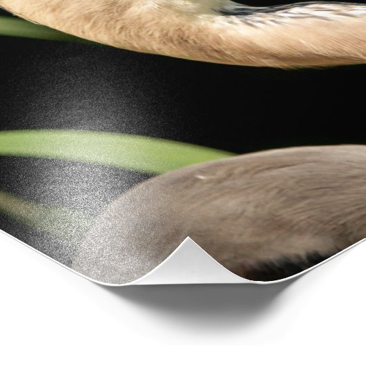 14x11 Great Blue Heron Foto Afdruk (Hoek)