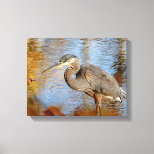 14x11 Great Blue Heron, omhuld met herfst foliage Canvas Afdruk