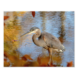 14x11 Great Blue Heron, omhuld met herfst foliage Foto Afdruk