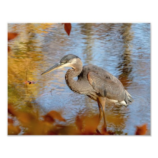 14x11 Great Blue Heron, omhuld met herfst foliage Foto Afdruk (Voorkant)