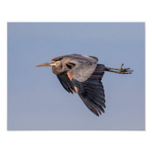 14x11 Great Blue Heron tijdens de vlucht Foto Afdruk