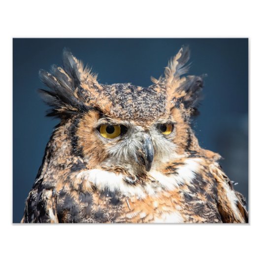 14x11 Great Horned Owl Portret Foto Afdruk (Voorkant)