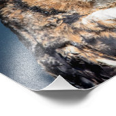 14x11 Great Horned Owl Portret Foto Afdruk (Hoek)