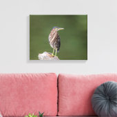 14x11 Green Heron op een log Canvas Afdruk (Insitu (Woonkamer))