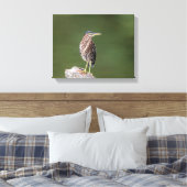 14x11 Green Heron op een log Canvas Afdruk (Insitu (Slaapkamer))