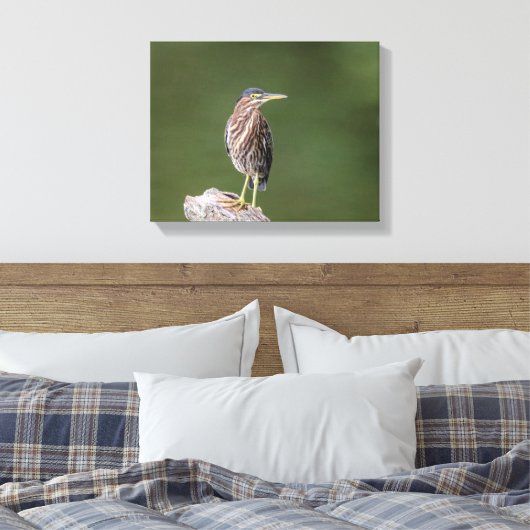 14x11 Green Heron op een log Canvas Afdruk (Insitu (Slaapkamer))