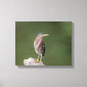 14x11 Green Heron op een log Canvas Afdruk (Voorkant)