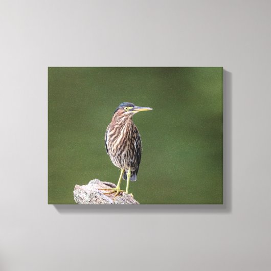14x11 Green Heron op een log Canvas Afdruk (Voorkant)