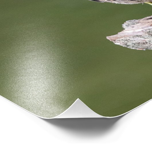 14x11 Green Heron op een log Foto Afdruk (Hoek)