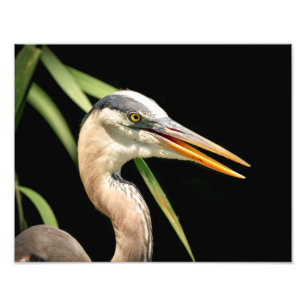 14x11 grote Blauwe Reiger Foto Afdruk